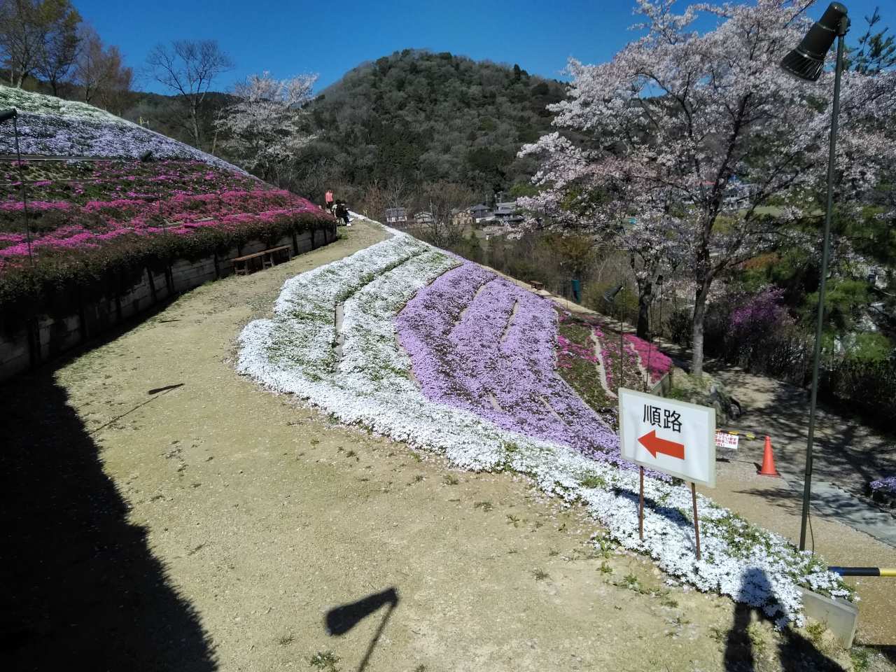 芝桜3