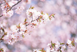 桜