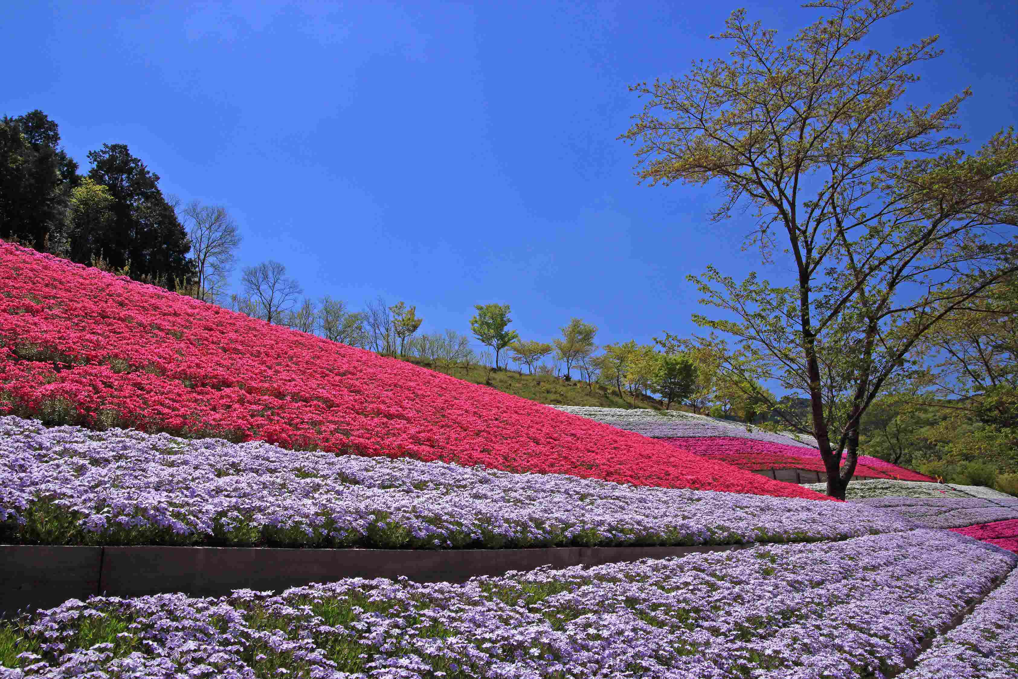 ヤマサ蒲鉾の芝桜